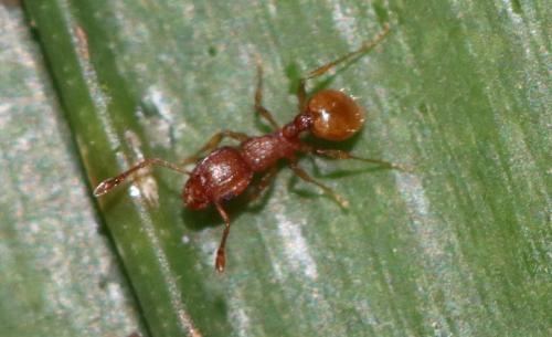Réf. 315 842 : Wasmannia auropunctata